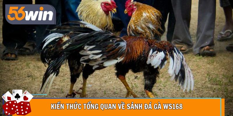 Kiến thức tổng quan về sảnh đá gà WS168