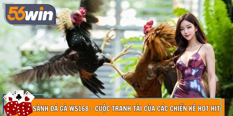 Sảnh Đá Gà WS168 - Cuộc Tranh Tài Của Các Chiến Kê Hot Hit